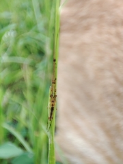 Tetragnatha