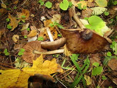 Pluteus cervinus