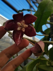 Hoya imperialis