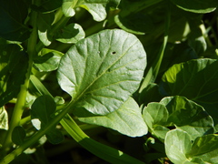 Barbarea