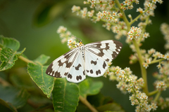 Nyctemera adversata