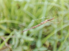 Tetragnatha