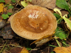 Paxillus