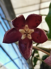 Hoya imperialis