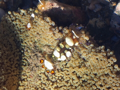 Ancylocaris brevicarpalis