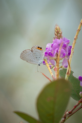 Everes lacturnus