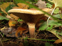 Paxillus