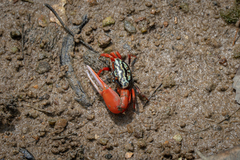 Paraleptuca splendida