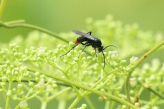 Tachypompilus analis