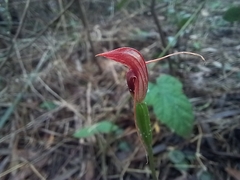 Pterostylis