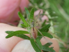 Cheiracanthium gracile