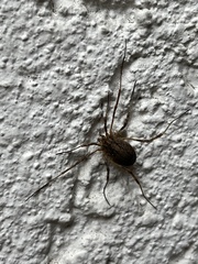 Oligolophinae