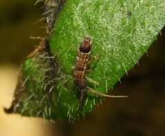 Orchesella flavescens