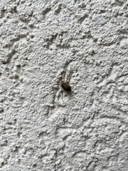 Oligolophinae
