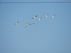 Bubulcus ibis