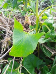 Blitum bonus-henricus