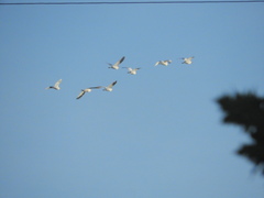 Bubulcus ibis