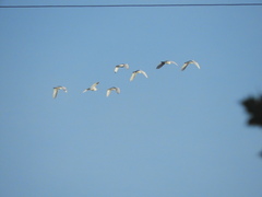 Bubulcus ibis