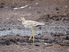 Vanellus malabaricus