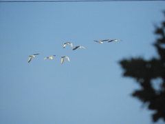 Bubulcus ibis