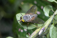 Tabanus australicus