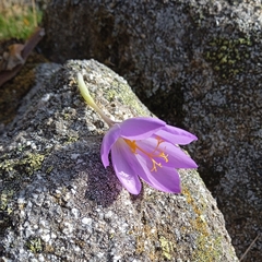 Crocus