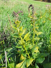 Blitum bonus-henricus