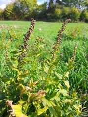 Blitum bonus-henricus