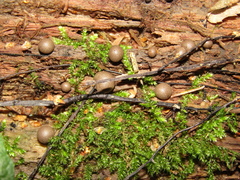 Lycogala epidendrum