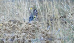 Carduelis carduelis