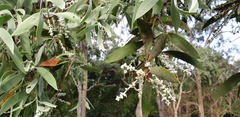 Melaleuca dealbata