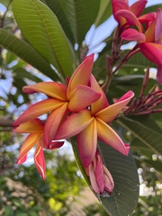 Plumeria rubra