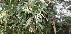 Melaleuca dealbata