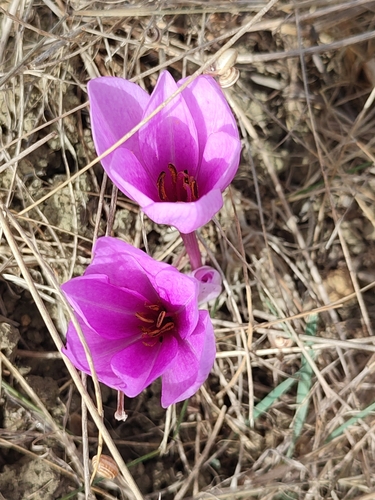 Colchicum lusitanum image