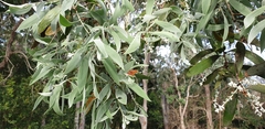 Melaleuca dealbata