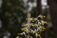 Dendrobium canaliculatum