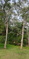 Melaleuca dealbata