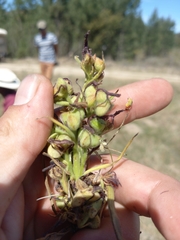 Wachendorfia multiflora