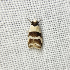 Eulechria triferella