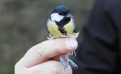 Parus major
