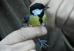 Parus major