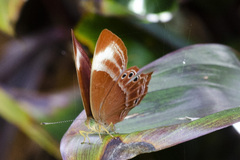 Abisara saturata