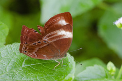 Abisara saturata
