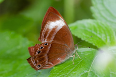 Abisara saturata