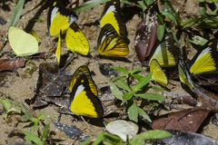 Appias lyncida