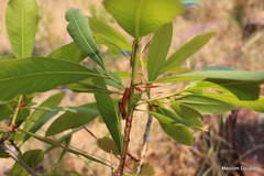 Ochna pulchra