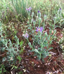Vittadinia