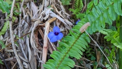 Torenia concolor