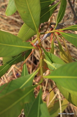 Ochna pulchra