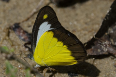 Appias lyncida